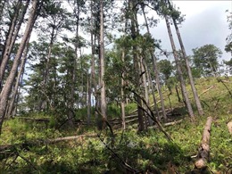 Kỷ luật lãnh đạo Ban Quản lý rừng phòng hộ Ayun Pa