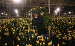 Lâm Đồng đề xuất giảm giá cước vận chuyển hoa dịp Tết