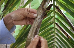 Sâu đầu đen gây hại dừa có chiều hướng lây lan nhanh 