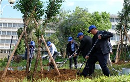 Lâm Đồng khởi động trồng 50 triệu cây xanh 