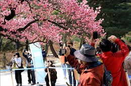 Hoa anh đào nở sớm nhất từ trước đến nay ở Seoul, Hàn Quốc 