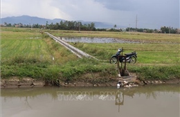 Phú Yên: Cân đối nguồn nước, khoanh vùng sản xuất vụ Hè Thu 