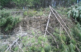 Phát hiện thêm một vụ phá rừng thông để lấn chiếm, lấy đất sản xuất 