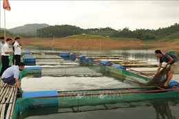 Phát triển nghề nuôi cá đặc sản trên hồ Thác Bà