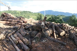 Vụ phá rừng phòng hộ trên đèo Pha Đin: Tạm đình chỉ thêm Chủ tịch UBND xã Tỏa Tình