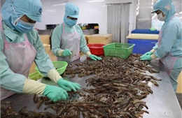 Kim ngạch xuất khẩu thủy sản 6 tháng đầu năm vượt mốc 4 tỷ USD