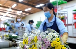 Doanh nghiệp chế biến Lâm Đồng xây dựng kịch bản sản xuất