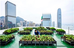 Vườn trên nhà cao tầng giúp kết nối con người và giảm rác thải