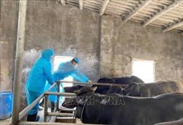 Ninh Bình cơ bản khống chế bệnh viêm da nổi cục trên đàn trâu bò