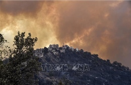 Cháy rừng thiêu rụi 41.000 ha tại Algeria trong năm 2023