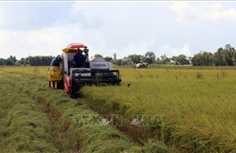 Kiên Giang: Hỗ trợ nông dân tiêu thụ sản phẩm nông sản