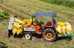 Đà Nẵng: Hẹn lịch với nông dân để gặt hộ lúa