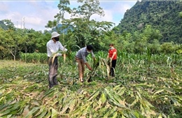 Hơn 20 ngôi nhà bị hư hại do mưa lớn ở Tuyên Quang