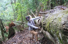 Phản hồi thông tin TTXVN: Lâm Đồng điều tra, xử lý nghiêm các vụ vi phạm về quản lý bảo vệ rừng 