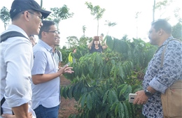 Đắk Nông: Công nhận vùng sản xuất cà phê ứng dụng công nghệ cao đầu tiên