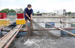 Cá lồng đặc sản tại Nghệ An khó tiêu thụ do dịch COVID-19