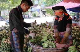 Tín hiệu vui cho tiêu thụ sản phẩm chuối ở Lai Châu