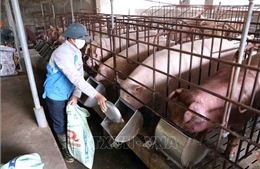 Giá lợn hơi có xu hướng tăng trở lại