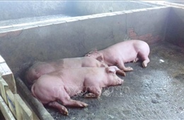 Thanh Hóa khống chế dịch tả lợn châu Phi có nguy cơ lan rộng