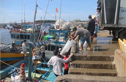 Các cảng cá tại Bà Rịa-Vũng Tàu siết quản lý tàu thuyền ngoại tỉnh