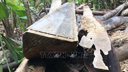 Vụ phá rừng Minh Long (Quảng Ngãi): Lời giải thích có hợp lý?