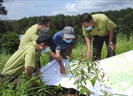 Kon Tum đặt mục tiêu sớm hoàn thành trồng mới 15.000 ha rừng