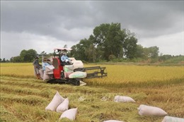 Định hướng nông dân sử dụng giống lúa thơm, chất lượng cao vào sản xuất