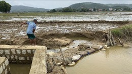 Bình Định: Khắc phục ngập lụt, tập trung sản xuất vụ Đông Xuân