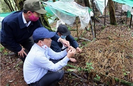 Phát huy lợi thế cây trồng để giúp người dân Măng Ri thoát nghèo