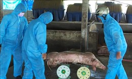 Kiểm soát chặt, ngăn chặn các ổ dịch tả lợn châu Phi tái phát