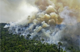 Nạn phá rừng Amazon gia tăng mạnh trong 3 năm qua