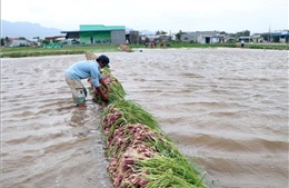 Nông dân Ninh Thuận trồng hành tím bị thiệt hại nặng do mưa lũ 