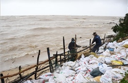 Triều cường gây sạt lở hàng trăm mét bờ biển tại xã Nghĩa An (Quảng Ngãi)