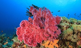 Tiếng &#39;kêu cứu&#39; từ các rạn san hô phía Tây Ấn Độ Dương 