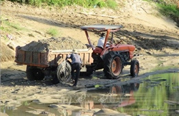 Ngang nhiên múc cát ở sông Lu rồi dùng máy cày, xe bò chở về