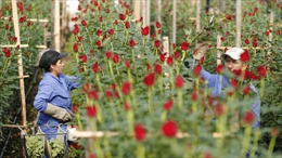 Nhà sản xuất hoa lớn thứ hai thế giới lạc quan về doanh số bán hoa dịp lễ Tình nhân