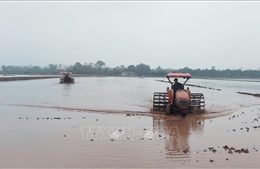 Hơn 99% diện tích gieo cấy lúa Xuân tại Hà Nội đã lấy đủ nước