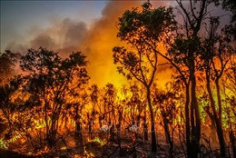 Thế giới đối mặt với nguy cơ xảy ra nhiều vụ cháy rừng nghiêm trọng hơn