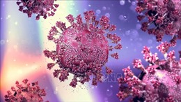 Phát hiện mới về cách hệ miễn dịch phản ứng với virus gây bệnh COVID-19 