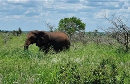 Nam Phi cấp phép săn bắt thú lớn hằng năm