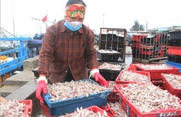 Hà Tĩnh: Ngư dân trúng đậm hàng chục tấn cá cơm