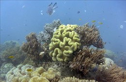 91% rạn san hô Great Barrier tại Australia bị tẩy trắng do nắng nóng mùa Hè