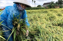 Quảng Ngãi thiệt hại gần 74 tỷ đồng do mưa lũ bất thường