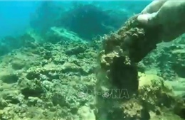 Phối hợp khảo sát, làm rõ nguyên nhân san hô tại Hòn Sẹo bị chết hàng loạt