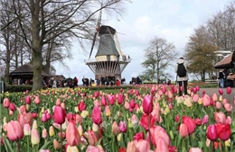 Công viên hoa Keukenhof (Hà Lan) mở cửa trở lại