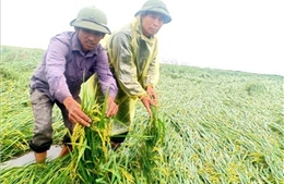 Mưa, gió lớn khiến hơn 2.700 ha lúa ở Quảng Bình bị ngập, ngã đổ