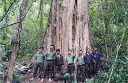 Công nhận quần thể cổ thụ rừng Nam Tây Nguyên là Cây di sản Việt Nam