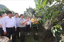 Thủ tướng thăm mô hình sản xuất nông nghiệp tiêu biểu tại Sơn La