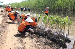 Trà Vinh: Khởi động Dự án phục hồi rừng ngập mặn
