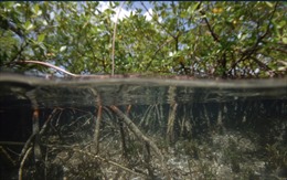 Phát hiện vi khuẩn &#39;khổng lồ&#39; ở đầm cạn ngập mặn Caribe